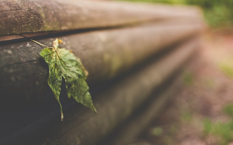 single leaf on wooden log