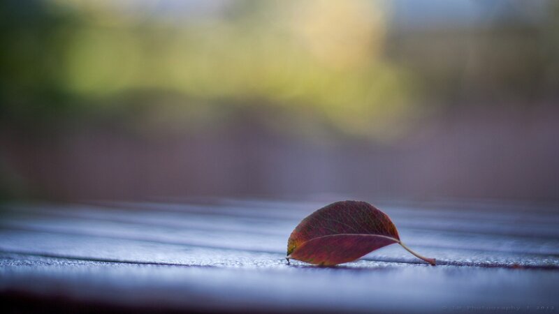 single leaf on wooden surface