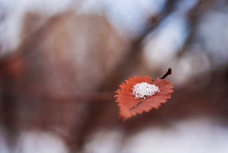 Single Leaf with Snow