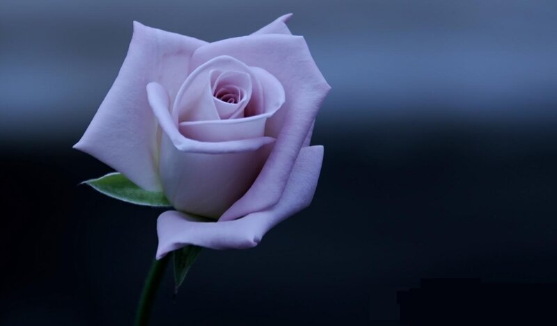 Single Light Purple Rose