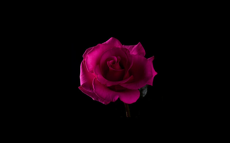 Single Magenta Rose