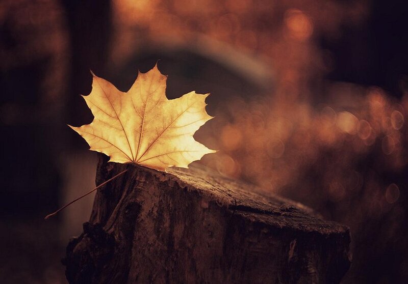 Single Maple Leaf — Brown