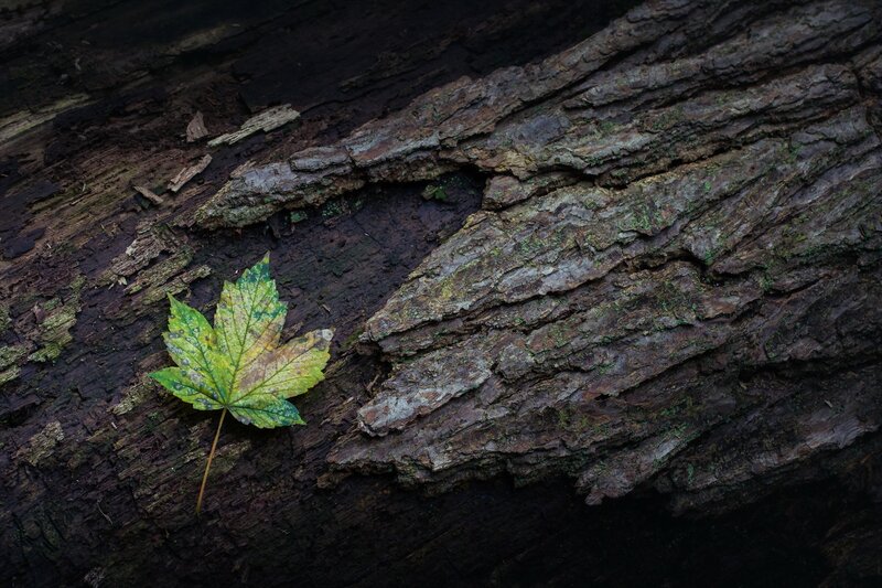 Single Maple Leaf — Green
