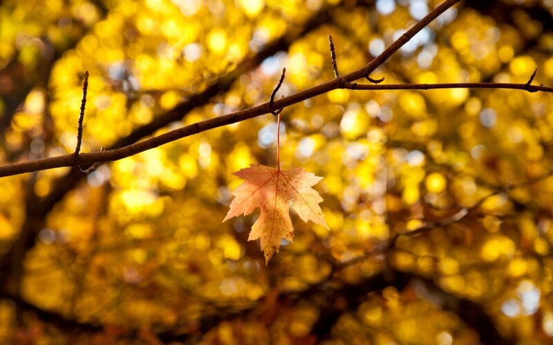 Single Maple Leaf Hanging
