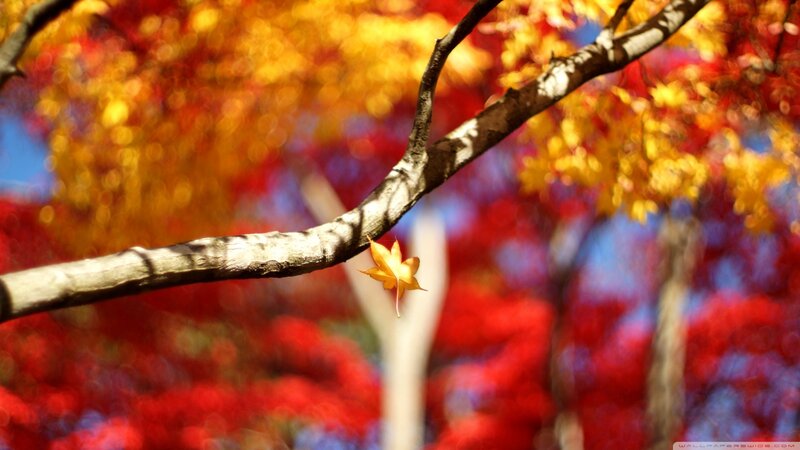 Single Maple Leaf on Branch