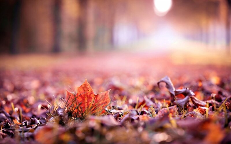Single Maple Leaf on Ground