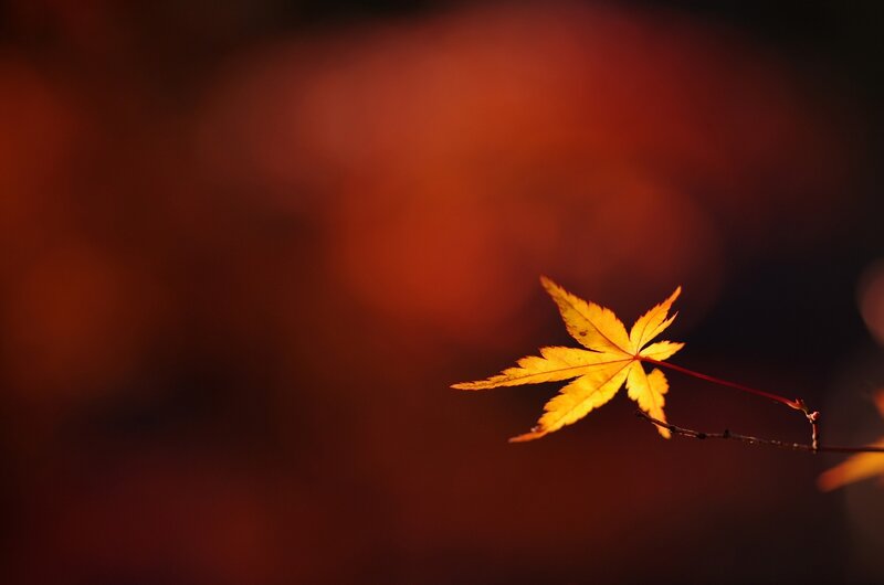 Single Maple Leaf — Orange