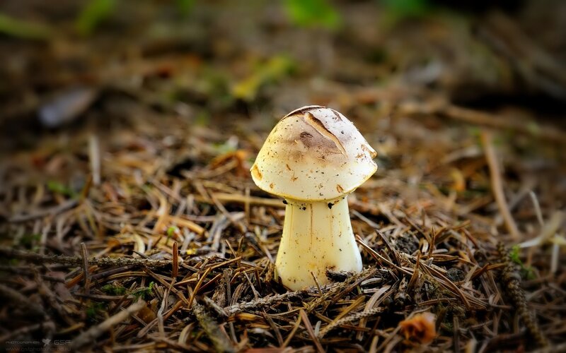Single Mushroom in Forest — Brown, Natural, Autumn