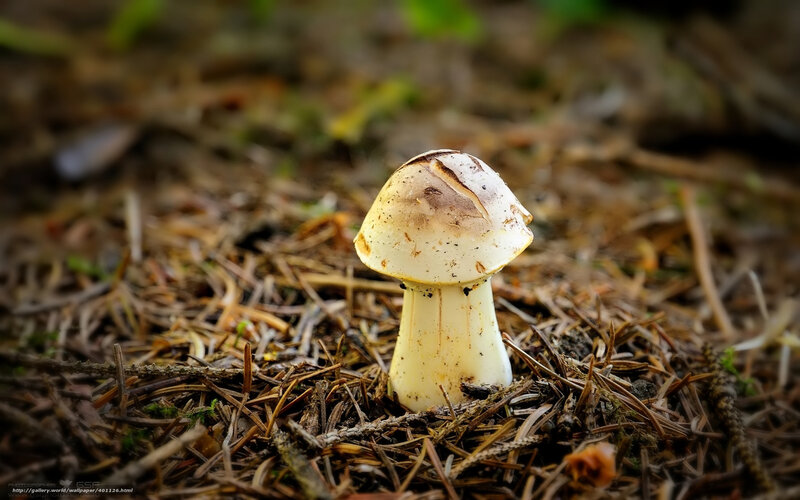 Single Mushroom in Forest — Brown, Natural