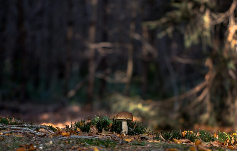 Single Mushroom in Forest — Brown, Serene, Autumn