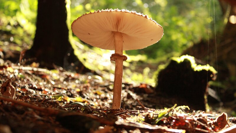 Single Mushroom in Forest — Brown, Serene