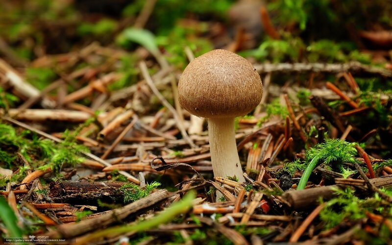 Single Mushroom in Forest — Brown