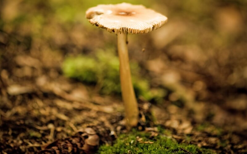 Single Mushroom in Forest — Green, Serene