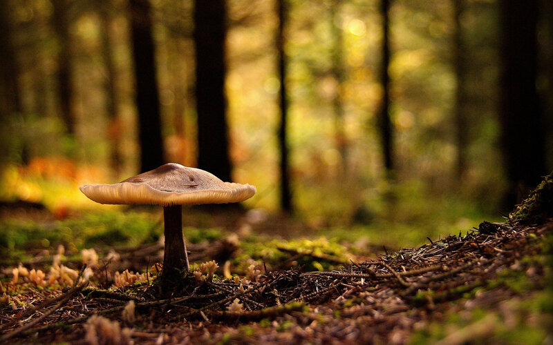 Single Mushroom in Forest — Green