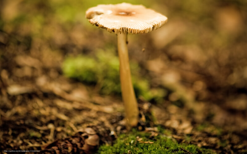 Single Mushroom in Forest