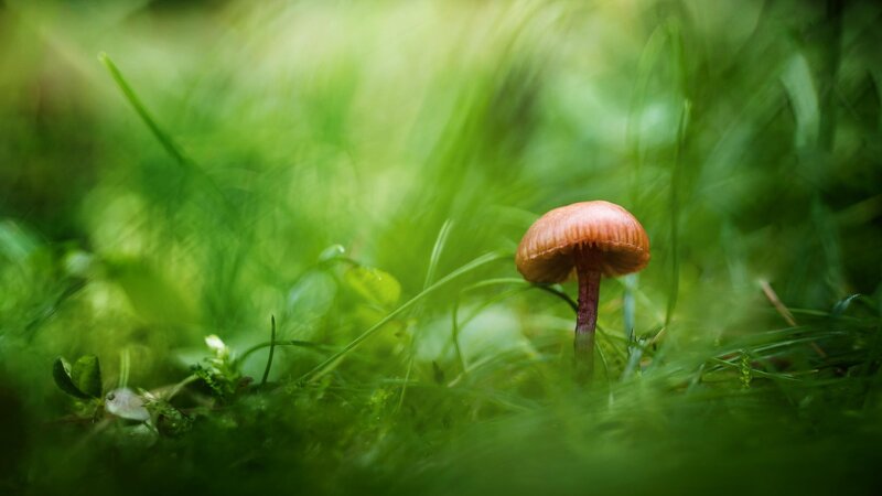 Single Mushroom in Grass — Green, Serene, Spring