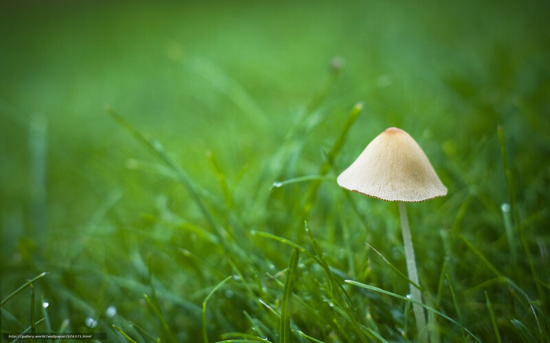 Single Mushroom in Grass — Green, Serene