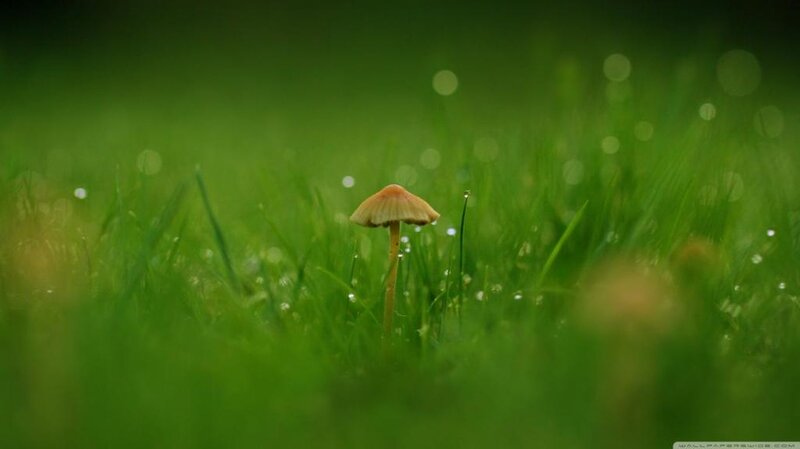Single Mushroom in Grass — Green