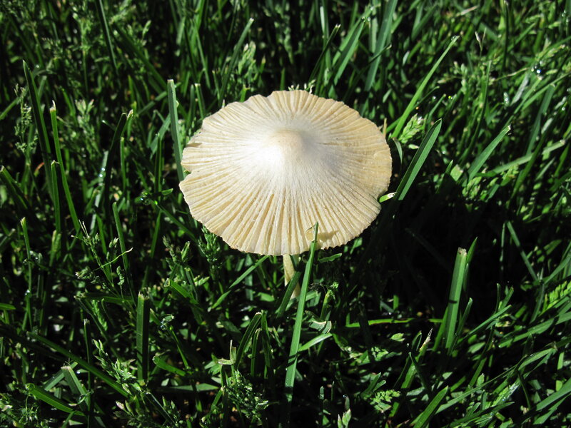 Single Mushroom in Grass