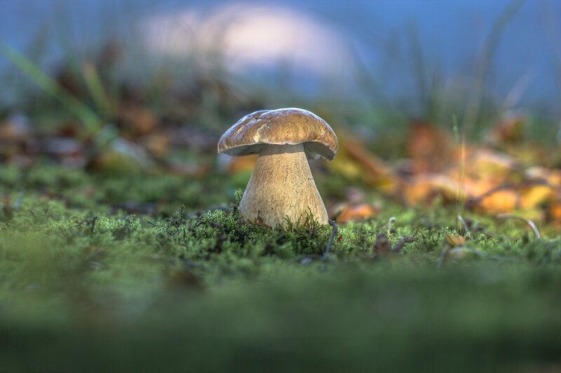 Single Mushroom in Moss — Green, Serene, Autumn