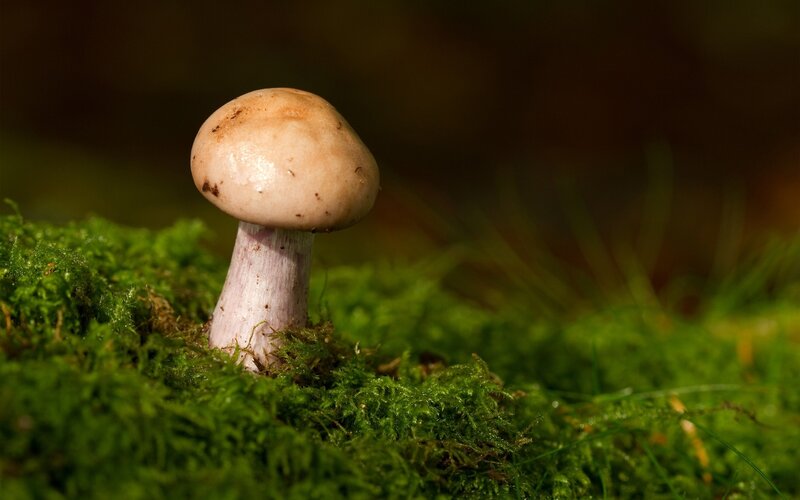 Single Mushroom in Moss — Green, Serene