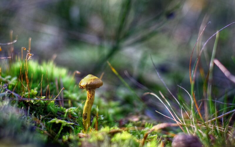 Single Mushroom in Moss — Green
