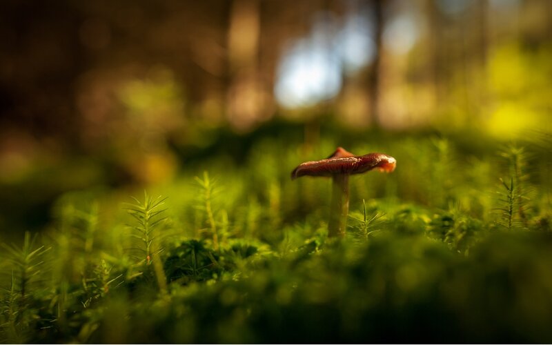 Single Mushroom in Moss