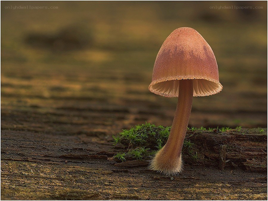 Single mushroom on mossy log