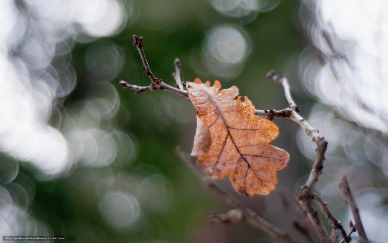 Single oak leaf on a branch