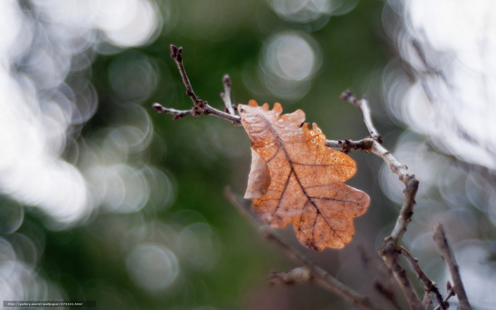 Single oak leaf on a branch