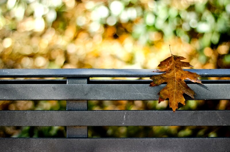 Single Oak Leaf on Bench