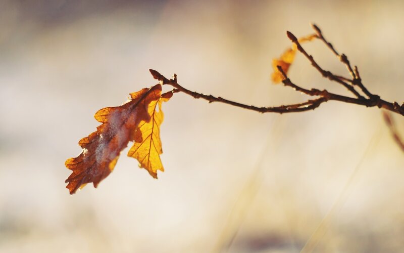 Single Oak Leaf on Branch — Brown
