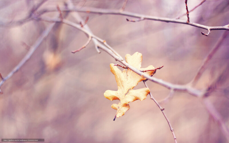 single oak leaf on branch