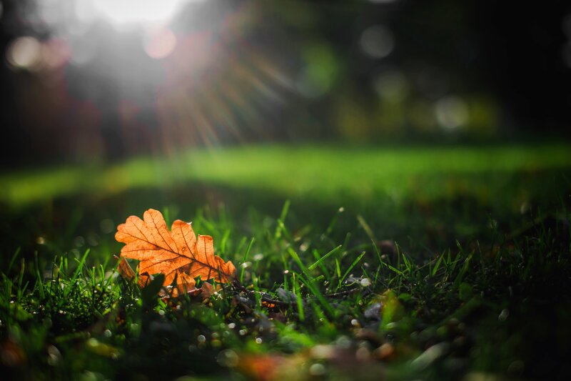 Single Oak Leaf on Grass