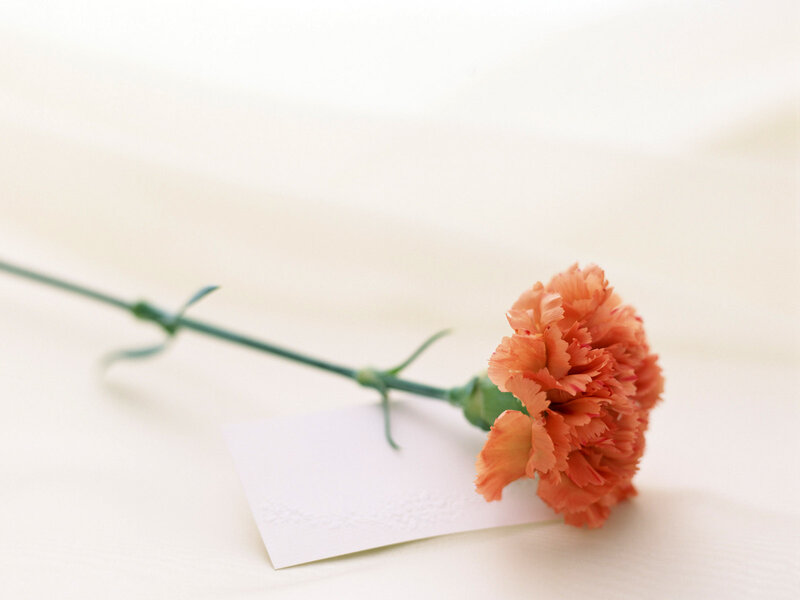 Single Orange Carnation — Serene