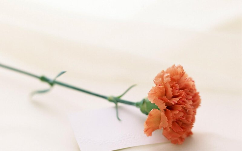 Single Orange Carnation