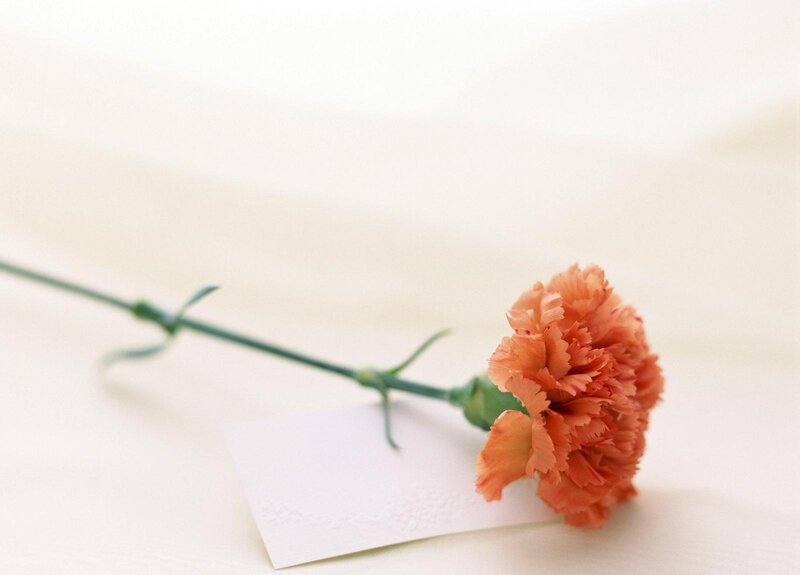 single orange carnation with card