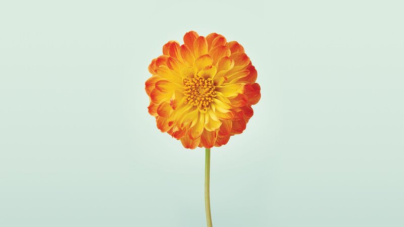 single orange dahlia flower