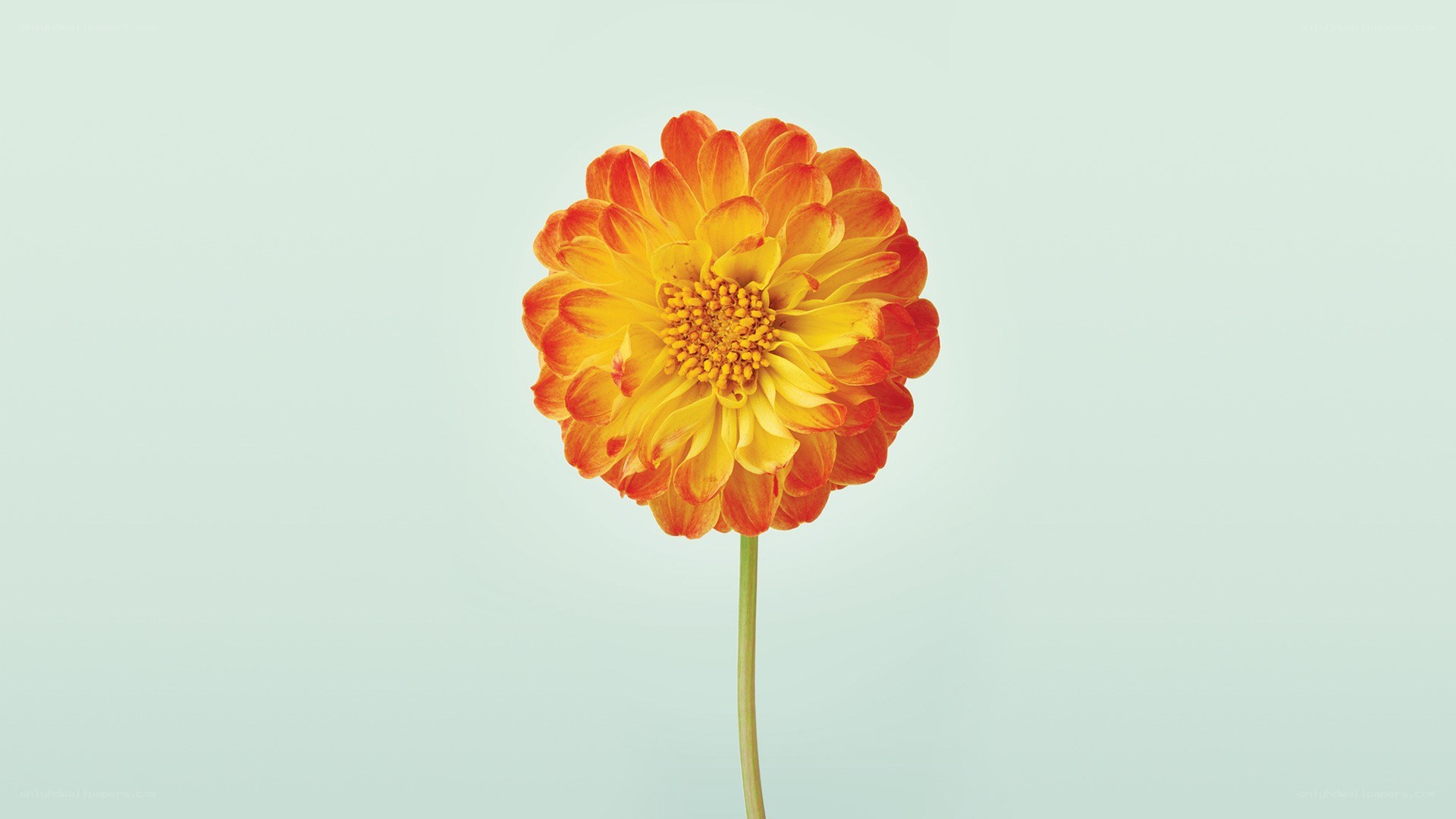 single orange dahlia flower
