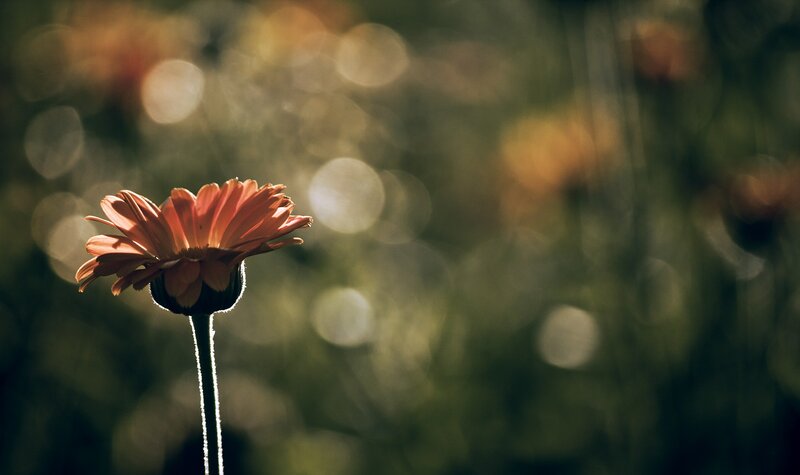 Single Orange Daisy