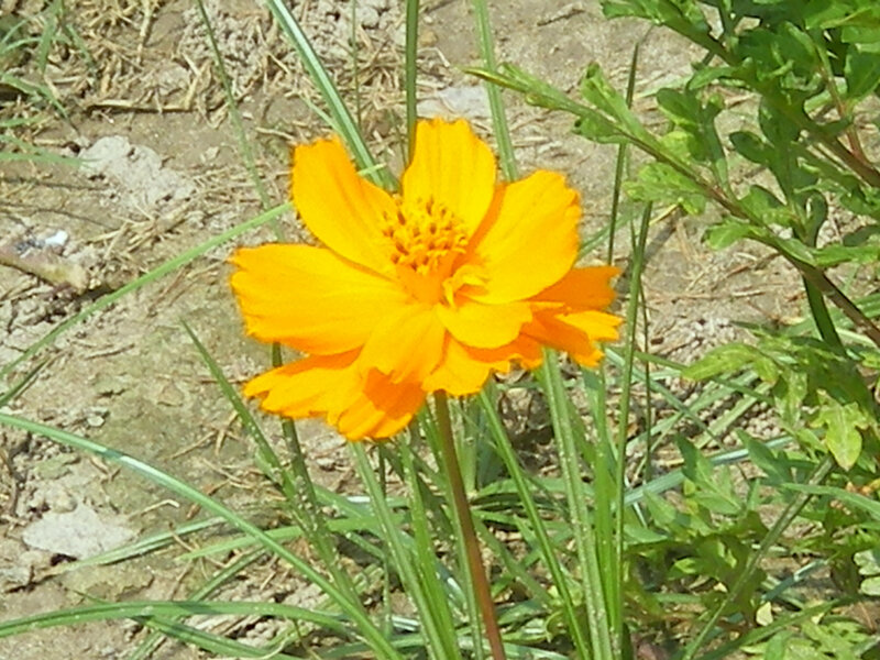 Single Orange Flower — Calm
