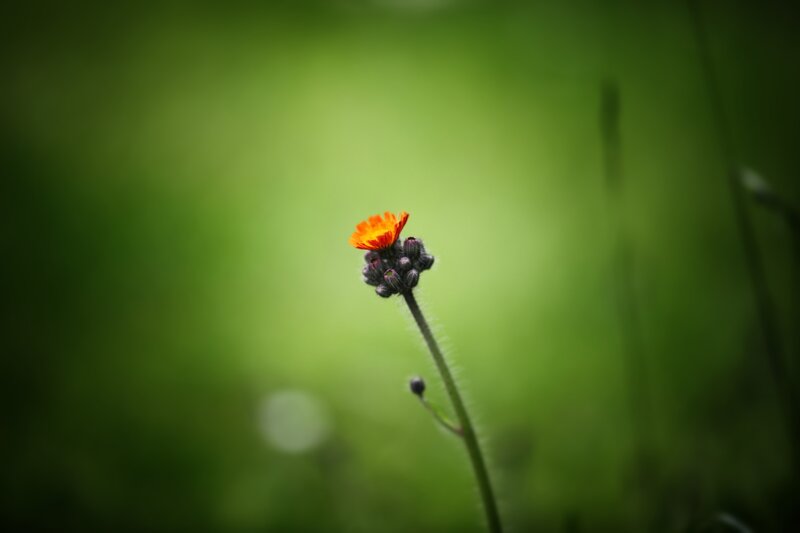 Single Orange Flower — Green