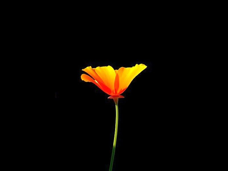 single orange flower on black