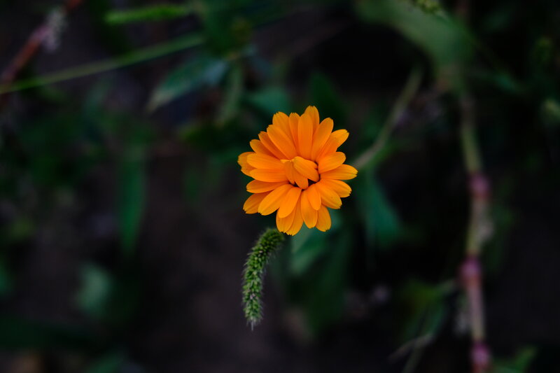 Single Orange Flower — Serene, Photograph