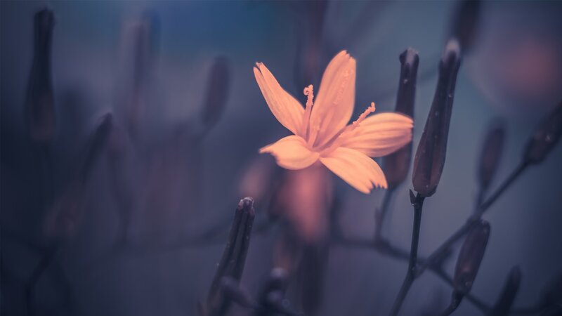 Single Orange Flower — Serene