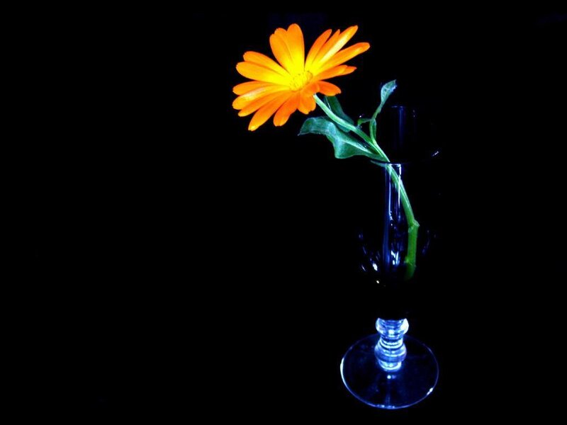 Single Orange Flower