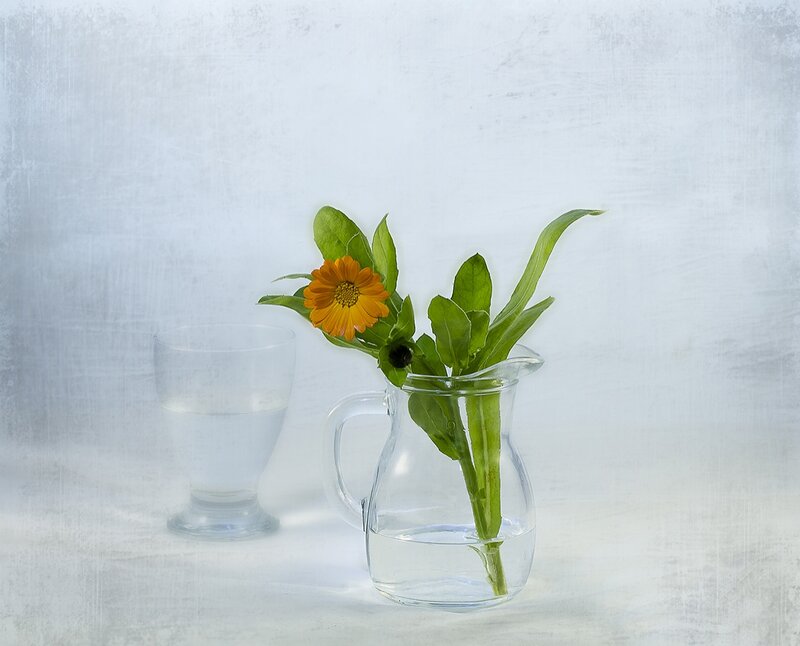 Single Orange Flower — White