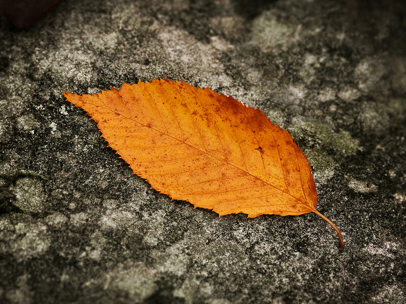 Single Orange Leaf — Calm