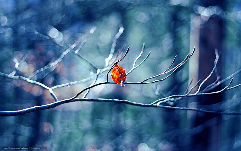 Single Orange Leaf on Branch — Blue, Serene, Autumn