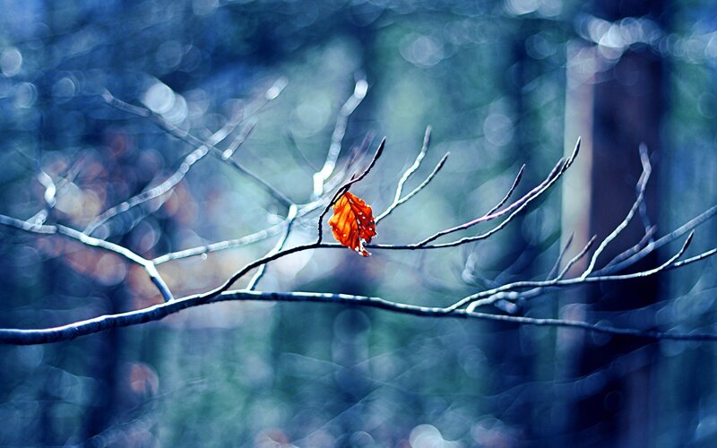 Single Orange Leaf on Branch — Blue, Serene